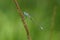 A Scarce Emerald Damselfly, in the summer sun.