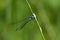 A Scarce Emerald Damselfly, in the summer sun.