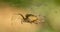 A scarce garden spider sits on a web, a big plan on a green background