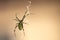 A scarce garden spider sits on a web, a big plan on a green background