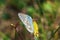 Scarce large blue butterfly insect colorful wings