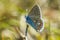 Scarce large blue butterfly insect colorful wings