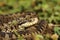 Scarce meadow viper in natural habitat