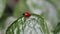 Scarce seven-spot ladybird walking on the edge of a green leaf