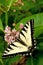 Scarce Swallowtail