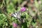 Scarce Swallowtail