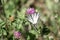 Scarce Swallowtail