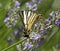 Scarce Swallowtail