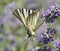 Scarce Swallowtail