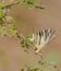 Scarce Swallowtail Butterfly