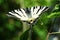 Scarce Swallowtail butterfly macro