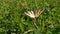 Scarce Swallowtail butterfly in the nature