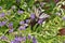 Scarce Swallowtail butterfly specimen on Duranta flowers