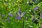 Scarce Swallowtail butterfly specimen on Duranta flowers