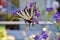 Scarce Swallowtail butterfly specimen on Duranta flowers