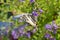 Scarce Swallowtail butterfly specimen on Duranta flowers