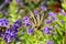 Scarce Swallowtail butterfly specimen on Duranta flowers