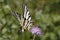 Scarce Swallowtail, Iphiclides podalirius