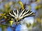 Scarce Swallowtail - Iphiclides podalirius. Autumn. Oeiras, Portugal.