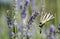 Scarce Swallowtail (Iphiclides podalirius) butterfly