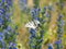 Scarce swallowtail Iphiclides podalirius butterfly on viper`s bugloss plant