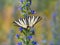 Scarce swallowtail Iphiclides podalirius butterfly on viper`s bugloss plant