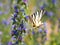 Scarce swallowtail Iphiclides podalirius butterfly on viper`s bugloss plant