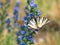 Scarce swallowtail Iphiclides podalirius butterfly on viper`s bugloss plant