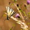 Scarce swallowtail Iphiclides podalirius in a french meadow
