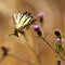 Scarce swallowtail Iphiclides podalirius in a french meadow