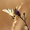 Scarce swallowtail Iphiclides podalirius in a french meadow