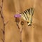 Scarce swallowtail Iphiclides podalirius in a french meadow