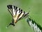 Scarce Swallowtail Iphiclides podalirius in natural habitat in