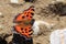 Scarce tortoiseshell butterfly