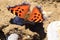 Scarce tortoiseshell butterfly