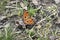 Scarce tortoiseshell butterfly on a fallen leaf among green grass.