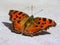 Scarce Tortoiseshell, common butterfly