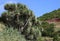 Scarcely Dragon trees (Dracaena), Canary Islands, Spain