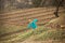 Scarecrow in an agricultural field