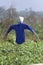 Scarecrow with Blue Shirt in the Field