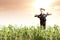 Scarecrow in corn field at sunrise