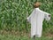 Scarecrow in a cornfield.