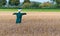 Scarecrow in a Dutch cornfield