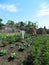 Scarecrow exhibited in the garden among cabbage and tomatoes