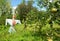 Scarecrow in the fruit garden. Scarecrow beautiful summer apple garden background