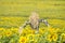 Scarecrow guarding sunflower fields