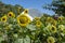 Scarecrow Guarding the Sunflowers at Adelaide Botanic Garden