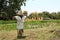 Scarecrow Hanging Over Cultivated Land