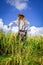 Scarecrow in Jatiluwih paddy field rice terraces, Bali, Indonesia