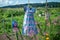 Scarecrow Made From A Dress On Wooden Poles